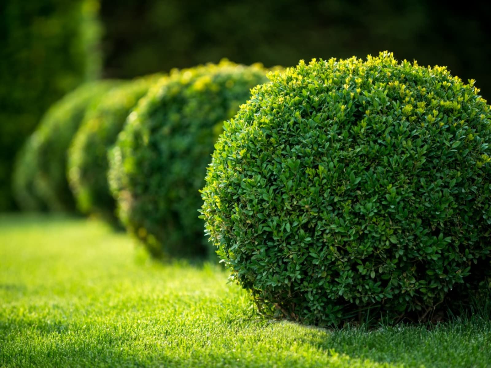 landscape services in Georgia