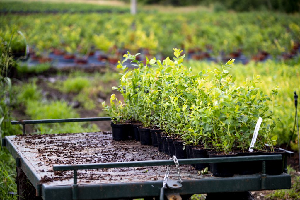 Plant-nursery-in-tbilisi-sarti-flora