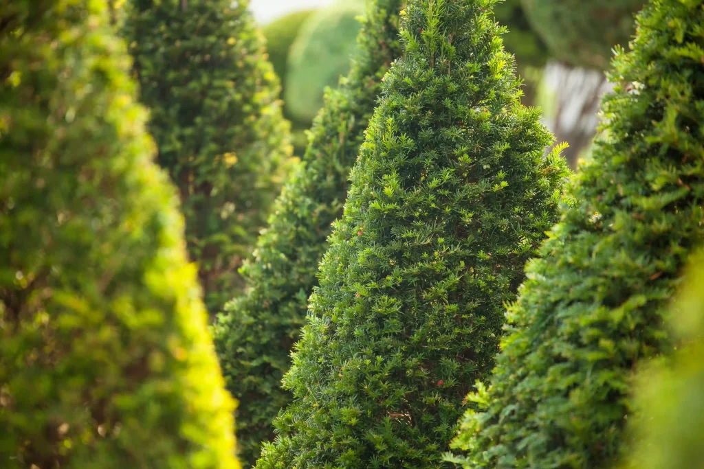 green-hedge-in-tbilisi