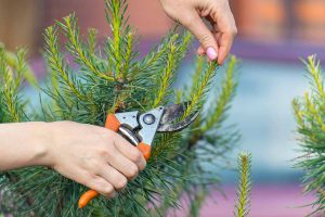 how to prune a pine tree?