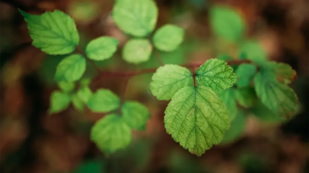Poisonous garden plants in tbilisi gardens
