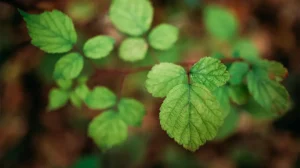 Poisonous garden plants in tbilisi gardens